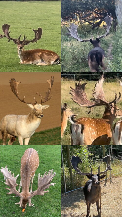 Hochkapitales Damwild