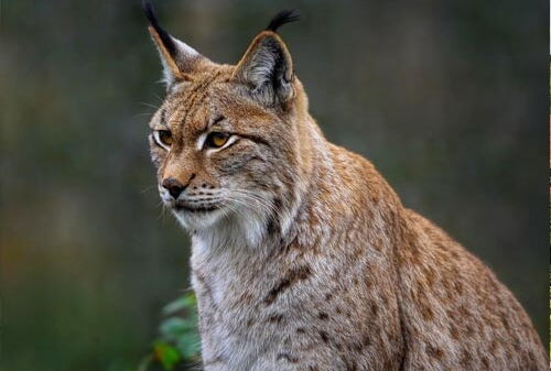 Projekt „Luchs“ – Managementplan Rheinland-Pfalz