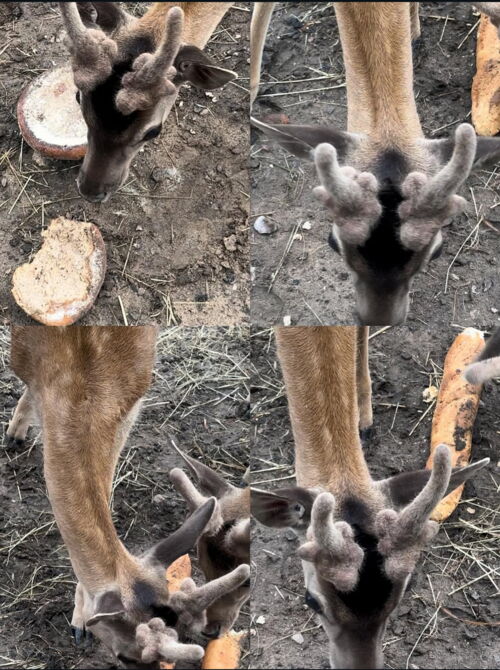 Hochkapitales Damwild