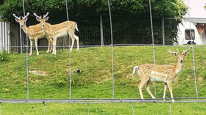 Damwild, 3 Stück kapitale Knieper, vom starken Messopotamische Damhirsch-Vater!!!