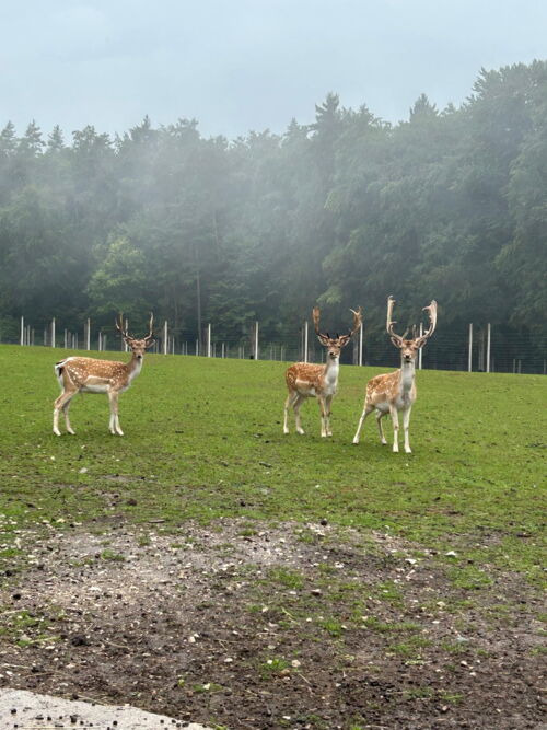 Damhirsch